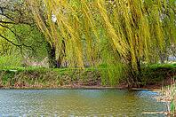 Willow over the water. A tree on the shore of the lake, a spring landscape. Long branches hang over the water [IBR124491596]
