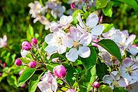 Close-up of apple blossoms on a branch, with a blurred background of leaves, capturing the freshness and beauty of spring [IBR124491602]