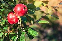 Nahaufnahme von reifen roten Äpfeln, die an einem Ast wachsen [IBR124491604]