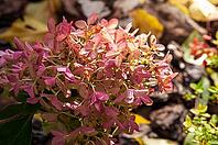The delicate petals of the hydrangea are beautifully illuminated by the sun, creating a stunning display of color and texture [IBR124491605]