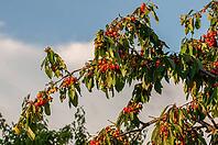 Ripe red cherries hang heavy on the branches of a cherry tree against a partly cloudy sky [IBR124491611]
