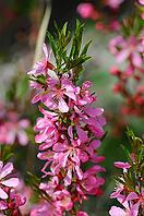 Blooming pink branch of decorative almonds close up, selective focus [IBR124491612]