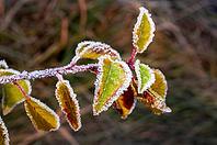 A branch of an apple tree with autumn leaves covered with frost along the edge. Autumn frosty weather [IBR124491615]