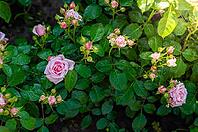 Lovely pink roses in full bloom, flourishing in a lush green garden. Dewdrops on leaves suggest a refreshing morning [IBR124491617]