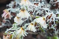 Delicate white flowers coated in frost, their petals and stems beautifully captured in this macro shot, creating a serene winter scene [IBR124491619]