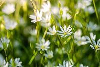Close-up captures the delicate beauty of white stellaria flowers blooming in a lush green field, illuminated by soft, natural light [IBR124491620]