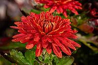 This beautiful flower is covered in tiny water droplets, creating a stunning visual effect [IBR124491624]