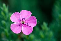 A vibrant close-up showcases a delicate pink flower against a soft, blurred green backdrop, highlighting its intricate details [IBR124491626]