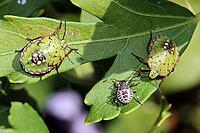 Green shield bugs, also known as southern stink bugs (Nezara viridula), nymphs in different stages of development on a hibiscus, Weilerswist, North Rhine-Westphalia, Germany [IBR124494812]