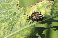 Nezara viridula (Nezara viridula), 4th stage nymph, Weilerswist, North Rhine-Westphalia, Germany [IBR124494818]