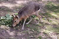 Patagonian Mara or Patagonian Mara hare (Dilichotis patagonum) in a zoo, Germany [IBR124494821]