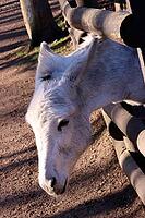 Domestic donkey (Equus asinus asinus) in a zoo - portrait, North Rhine-Westphalia, Germany, Mechernich, Kommern [IBR124494822]