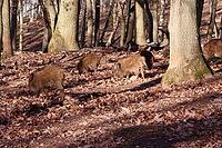 Wild boar (Sus scrofa) in a zoo, Mechernich, North Rhine-Westphalia, Germany [IBR124494828]