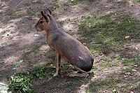 Patagonian Mara or Patagonian Mara hare (Dilichotis patagonum) in a zoo, Germany [IBR124494838]