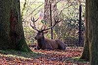 Fallow deer (Dama dama) or fallow deer in the zoo, Mechernich, North Rhine-Westphalia, Germany [IBR124494839]