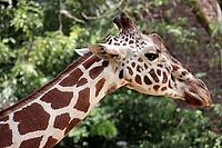 Portrait of a giraffe (Giraffa spec.) in a zoo, Germany [IBR124494840]