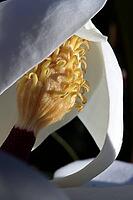 Blossom of the Southern magnolia (Magnolia grandiflora), Weilerswist, North Rhine-Westphalia, Germany [IBR124494842]