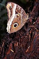 Banana butterfly (Caligo spec.) in a butterfly house, North Rhine-Westphalia, Germany, Blankenheim, Ahrhütte [IBR124494843]
