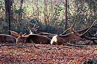 Fallow deer (Dama dama) or fallow deer in the zoo, Mechernich, North Rhine-Westphalia, Germany [IBR124494844]