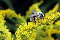Bee covered with pollen on a Solidago canadensis (Solidago canadensis), Weilerswist, North Rhine-Westphalia, Germany [IBR124494846]
