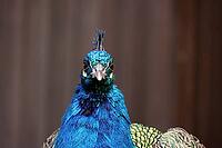 Indian peafowl (Scalloped ribbonfish) in a zoo, Mechernich, North Rhine-Westphalia, Germany [IBR124494847]