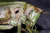 Great green bush cricket (Tettigonia viridissima), Weilerswist, North Rhine-Westphalia, Germany [IBR124494849]