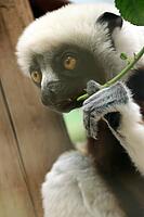 Coquerel's sifaka (Propithecus coquereli), Germany [IBR124494851]