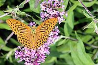 Imperial Cloak or Silver Streak (Argynnis paphia), North Rhine-Westphalia, Germany, Blankenheim, Ahrhütte [IBR124494852]