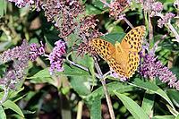 Imperial Cloak or Silver Streak (Argynnis paphia), North Rhine-Westphalia, Germany, Blankenheim, Ahrhütte [IBR124494853]