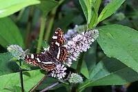 Summer-generation land carpets (Araschnia levana) on a mint (Mentha spec.) in a near-natural garden, Weilerswist, North Rhine-Westphalia, Germany [IBR124494854]