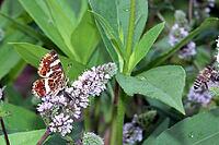 Summer-generation land carpets (Araschnia levana) on a mint (Mentha spec.) in a near-natural garden, Weilerswist, North Rhine-Westphalia, Germany [IBR124494855]