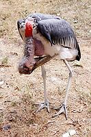 Marabou (Leptoptilos crumeniferus) in a zoo, Germany [IBR124494856]