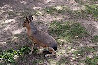 Patagonian Mara or Patagonian Mara hare (Dilichotis patagonum), Germany [IBR124494860]