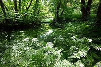Volksgarten, public park in the city center, North Rhine-Westphalia, Germany, Cologne [IBR124494862]