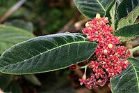 Sinningia piresiana, flowering plant in the botanical garden, botanical garden, Bonn, North Rhine-Westphalia [IBR124494863]