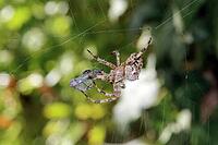 Garden cross spider (Araneus diadematus) has captured a dragonfly in its web, Weilerswist, North Rhine-Westphalia, Germany [IBR124494864]