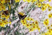 Map Butterfly (Araschnia levana), summer generation - sitting on yellow flower, North Rhine-Westphalia, Germany, Blankenheim, Ahrhütte [IBR124494868]