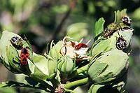 Green shield bugs, also known as southern stink bugs (Nezara viridula), nymphs in different stages of development on a hibiscus, Weilerswist, North Rhine-Westphalia, Germany [IBR124494869]