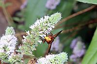 Hornet hoverfly (Volucella zonaria), also known as large forest hoverfly, giant bumblebee hoverfly or belt hoverfly on the flower of a mint (Mentha), Weilerswist, North Rhine-Westphalia, Germany [IBR124494871]