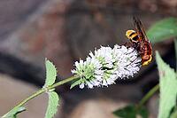 Hornet hoverfly (Volucella zonaria), also known as large forest hoverfly, giant bumblebee hoverfly or belt hoverfly on the flower of a mint (Mentha), Weilerswist, North Rhine-Westphalia, Germany [IBR124494874]