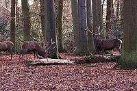 Fallow deer (Dama dama) or fallow deer in the zoo, Mechernich, North Rhine-Westphalia, Germany [IBR124494875]