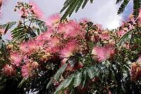 Silk tree (Albizia julibrissin), also known as silk acacia or sleeping tree, Germany [IBR124494876]