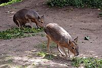 Patagonian Mara or Patagonian Mara hare (Dilichotis patagonum) in a zoo, Germany [IBR124494878]