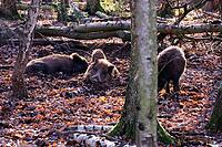 Wild boar (Sus scrofa) in a zoo, Mechernich, North Rhine-Westphalia, Germany [IBR124494879]