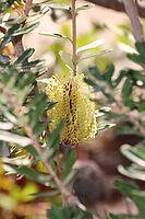 Silver Banksia (Banksia marginata) in the Botanic Garden, North Rhine-Westphalia, Germany, Bonn, Botanic Garden [IBR124494881]