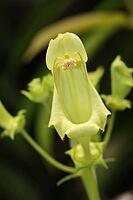 Central African begonia (Begonia scutifolia) in the Botanic Garden, North Rhine-Westphalia, Germany, Bonn, Botanic Garden [IBR124494882]