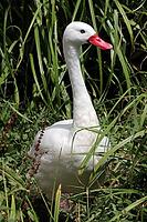 Coscoroba swan (Coscoroba coscoroba) in a zoo, Germany [IBR124494883]