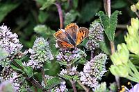Small copper (Lycaena phlaeas) on a mint (Mentha spec.) in a near-natural garden, Weilerswist, North Rhine-Westphalia, Germany [IBR124494886]