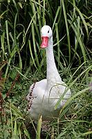 Coscoroba swan (Coscoroba coscoroba) in a zoo, Germany [IBR124494887]