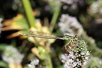Common feather dragonfly (Platycnemis pennipes) on a mint (Mentha sp.), Weilerswist, North Rhine-Westphalia, Germany [IBR124494888]